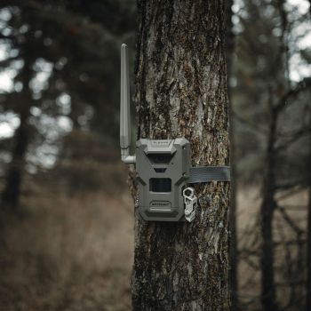 Preview: Unauffällig montierte Spypoint FLEX-M2 Wildkamera mit Befestigungsgurt an einer Eiche im Revier.