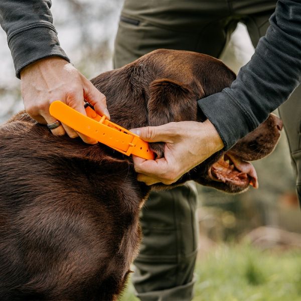 HP&G Hundehalsband 25mm Orange